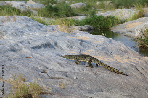 Nilkrokodil   Nile Crocodile   Crocodylus Niloticus