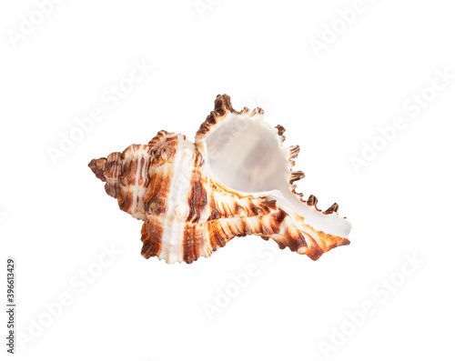 seashell isolated on white background