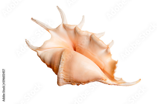 Tela seashell isolated on white background