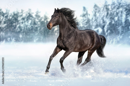 Beautiful  horse run gallop in snow field