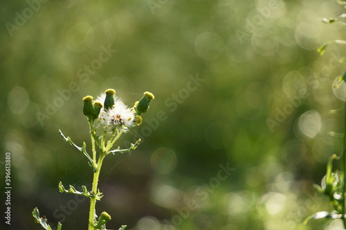 Wallpaper Mural natura Torontodigital.ca