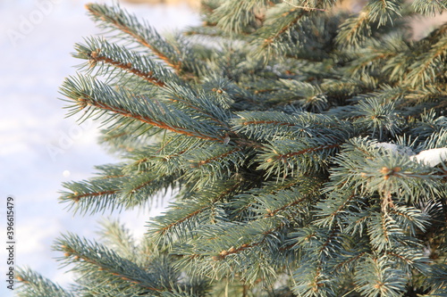 blue spruce branches in winter