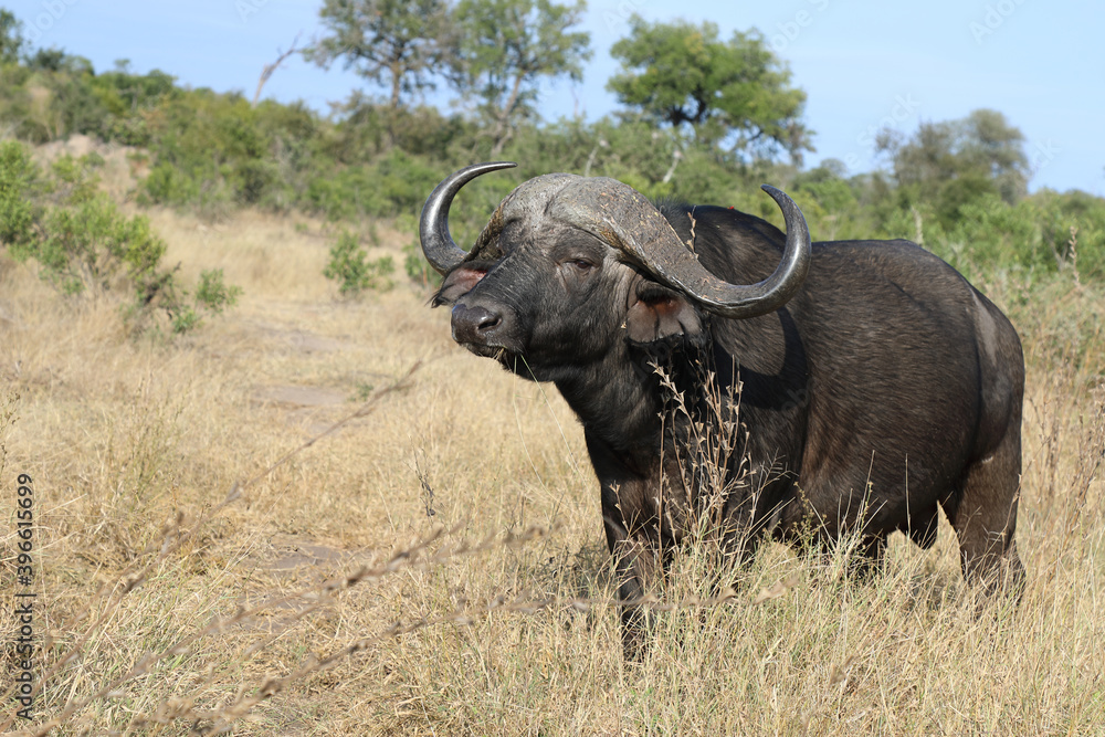 Obraz premium Kaffernbüffel / Buffalo / Syncerus caffer