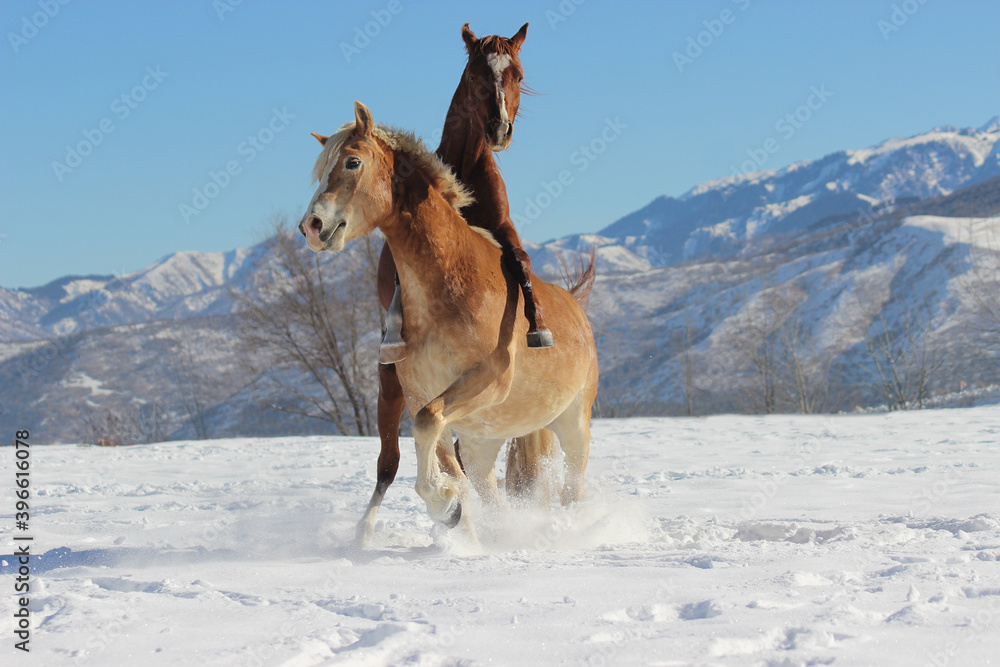 Playing horses in the snow, young horses sort out the relationship Playing horses in the snow, young horses sort out the relationship