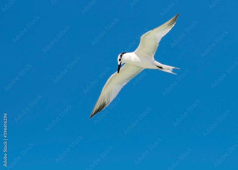 Obraz premium Sandwich Tern (Thalasseus sandvicensis) hovering under a clear blue sky.