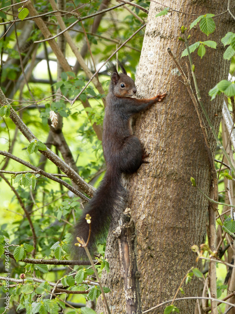 Brown squirrel (sciurus) on a tree in the park