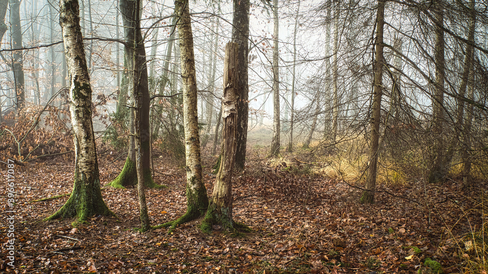 forest in autumn forest in autumn