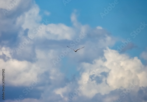 Flying bird river gull on the background of blue sky and white clouds (Background, banner, Wallpaper)