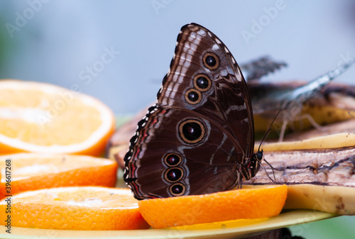 Brown butterfly eating  orange fruit.