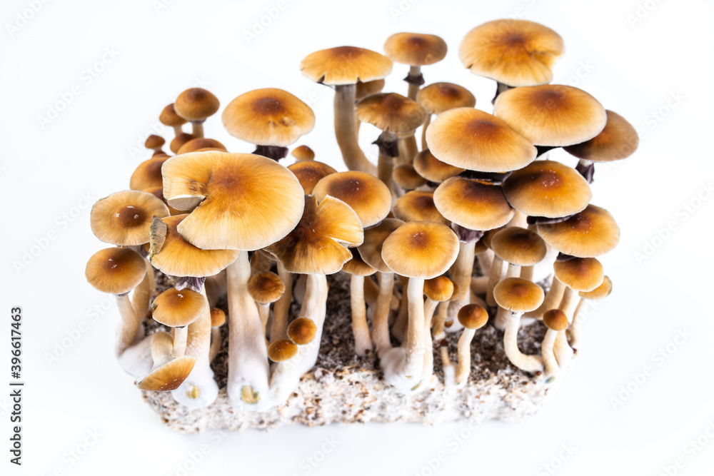 psychedelic mushrooms psilocybe cubensis psychedelic mushrooms psilocybe cubensis