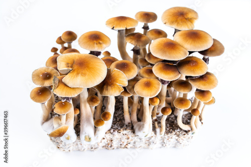 psychedelic mushrooms psilocybe cubensis