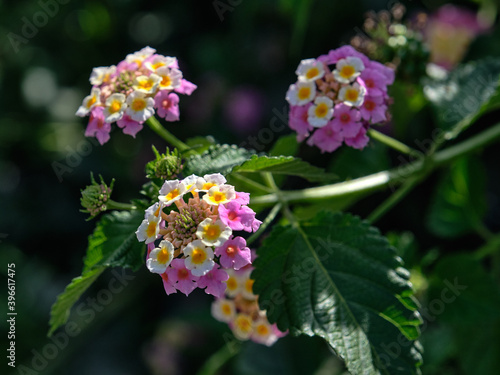 Wallpaper Mural Vaulted lantana (Lantana camara). Blooming flowers on a dark background. Torontodigital.ca