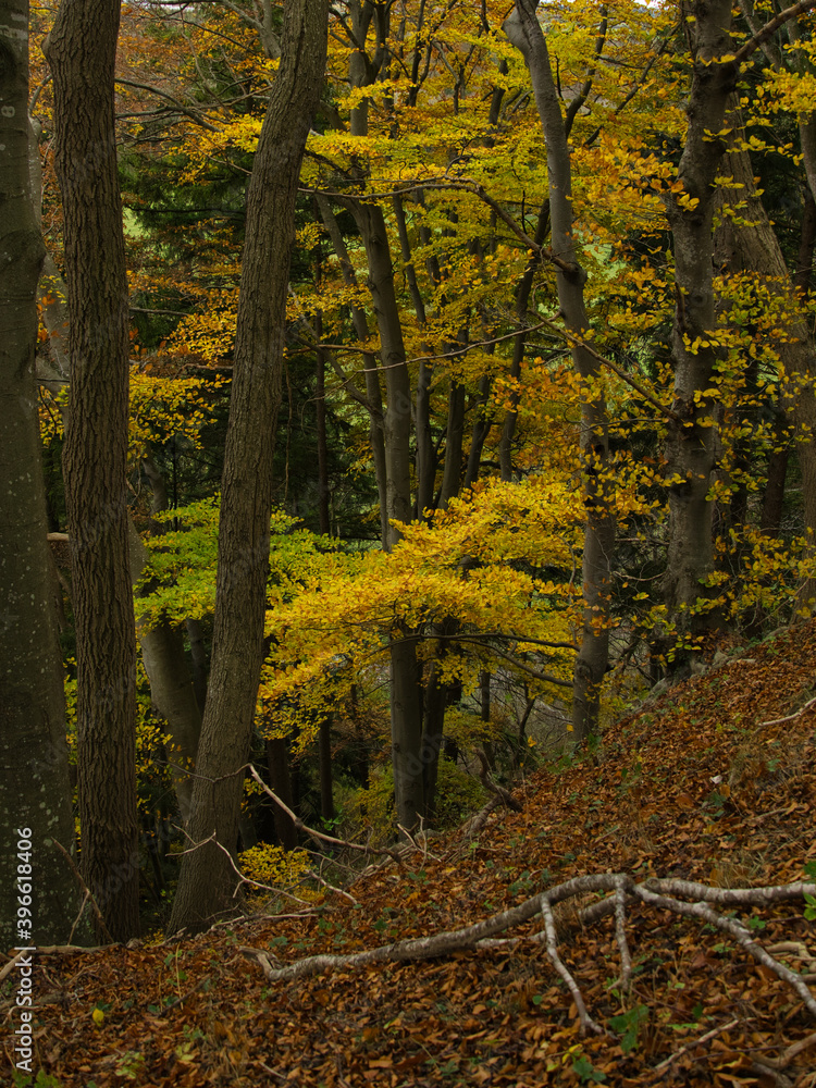 Obraz premium Herbstwald