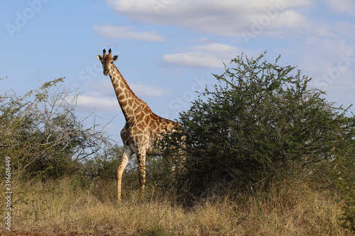 Giraffe / Giraffe / Giraffa Camelopardalis