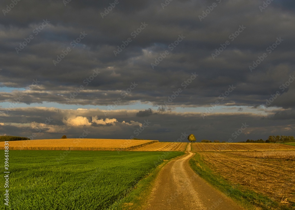 in the fields