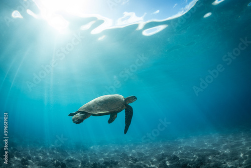 Turtle in clear water in Hawaii