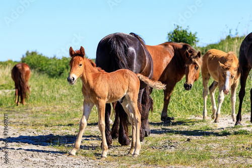foal on the background of a herd of horses on a hot summer day under the bright sun