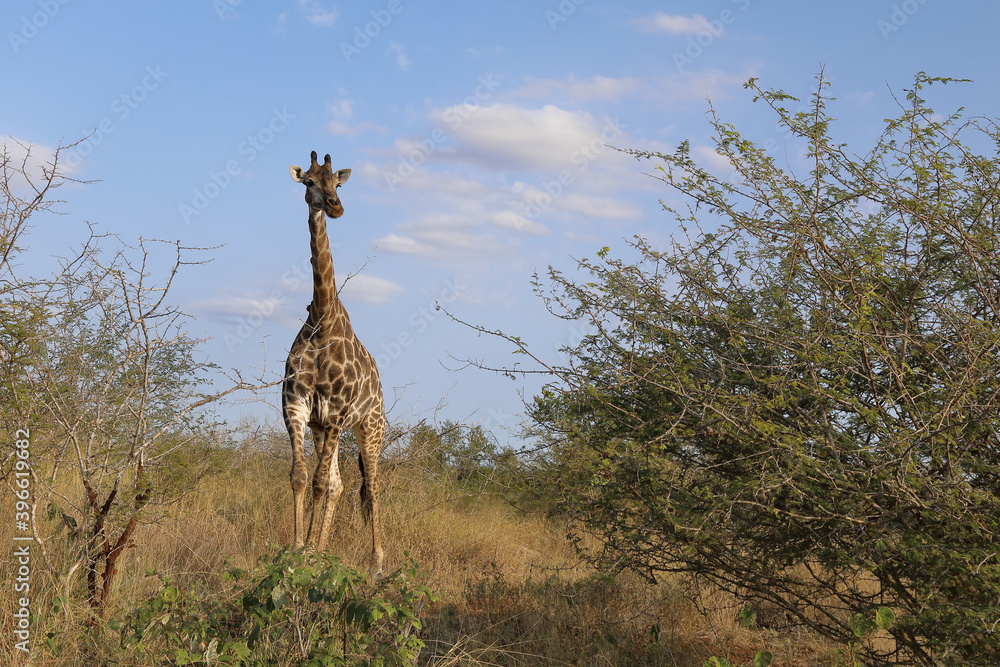 Φωτογραφία Giraffe / Giraffe / Giraffa Camelopardalis