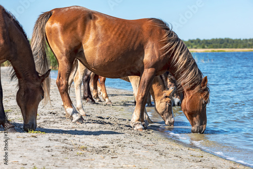 herd of horses bowing their heads to the water drinking