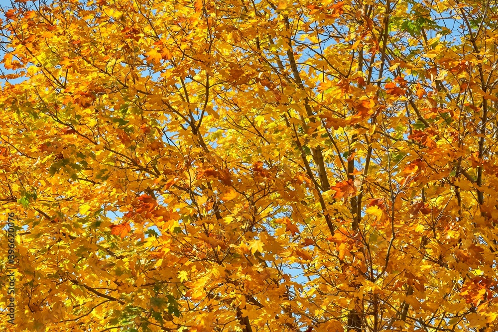 
autumn, leaf, fall, leaves, yellow, nature, forest, maple, red, season, color, orange, foliage, sky, bright, tree, blue, gold, colorful, green, plant, park, brown, backdrop, golden fall,