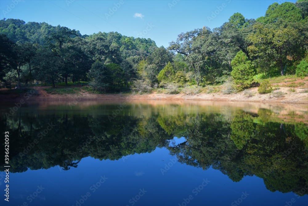 Fototapeta premium Reflejo del bosque de Neverias en Sierra de Cacoma, México 