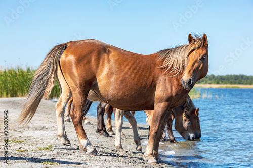 horses at the watering hole  one of them looks around for fear of attack