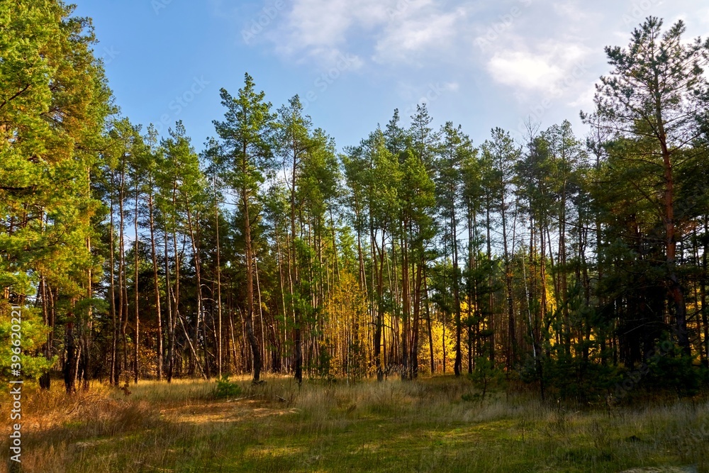 forest, autumn, nature, wood, fall, landscape, trees, leaf, park, leaves, foliage, yellow, season, sun, green, outdoors, woodland, orange, path, light, beauty, plant, sunlight , forest landscape, forest, autumn, nature, wood, fall, landscape, trees, leaf, park, leaves, foliage, yellow, season, sun, green, outdoors, woodland, orange, path, light, beauty, plant, sunlight , forest landscape,