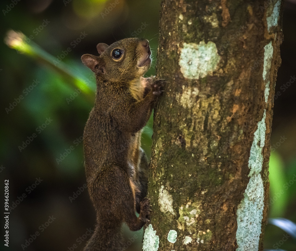 Obraz premium Guyane