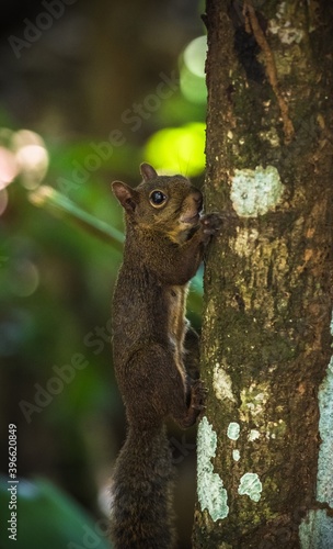 Guyane