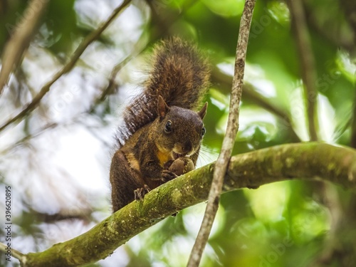 Guyane © GERARD