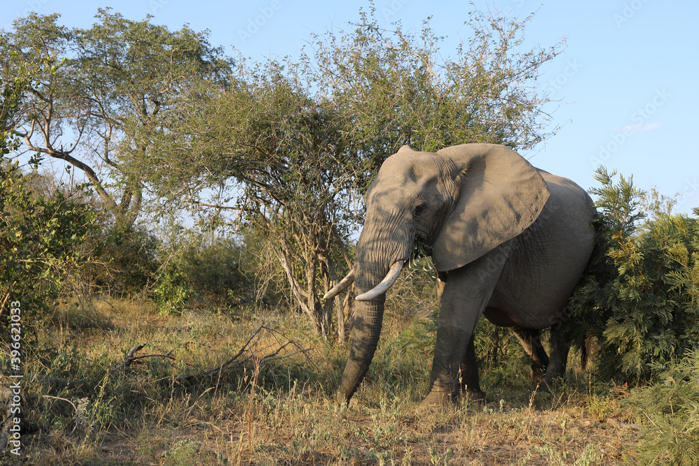 Afrikanischer Elefant / African elephant / Loxodonta africana Afrikanischer Elefant / African elephant / Loxodonta africana