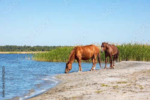 two walking brown horses along the shore of the reservoir © metelevan