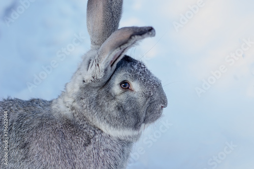 Beautiful big gray rabbit in winter portrait.