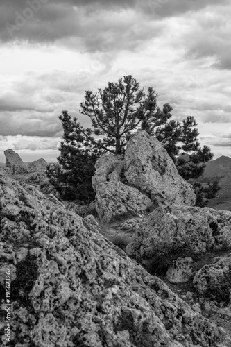tree on a rock