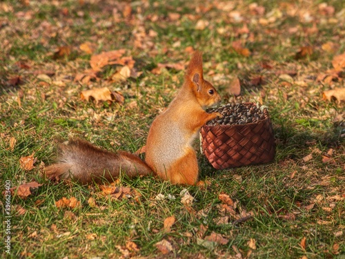 Squirrel in the autumn park with basket of pine nuts