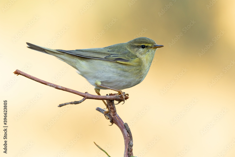 Obraz premium Willow warbler (Phylloscopus trochilus) perched on a branch against an unfocused green background, Leon, Spain