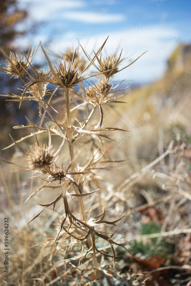 Dry grass close up macro