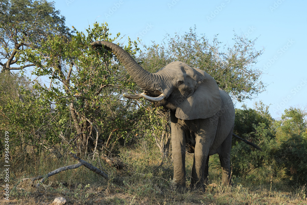 Obraz premium Afrikanischer Elefant / African elephant / Loxodonta africana