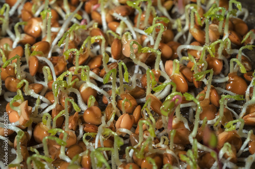 Growing microgreens, home garden. Sprouted lentil seeds on a linen mat