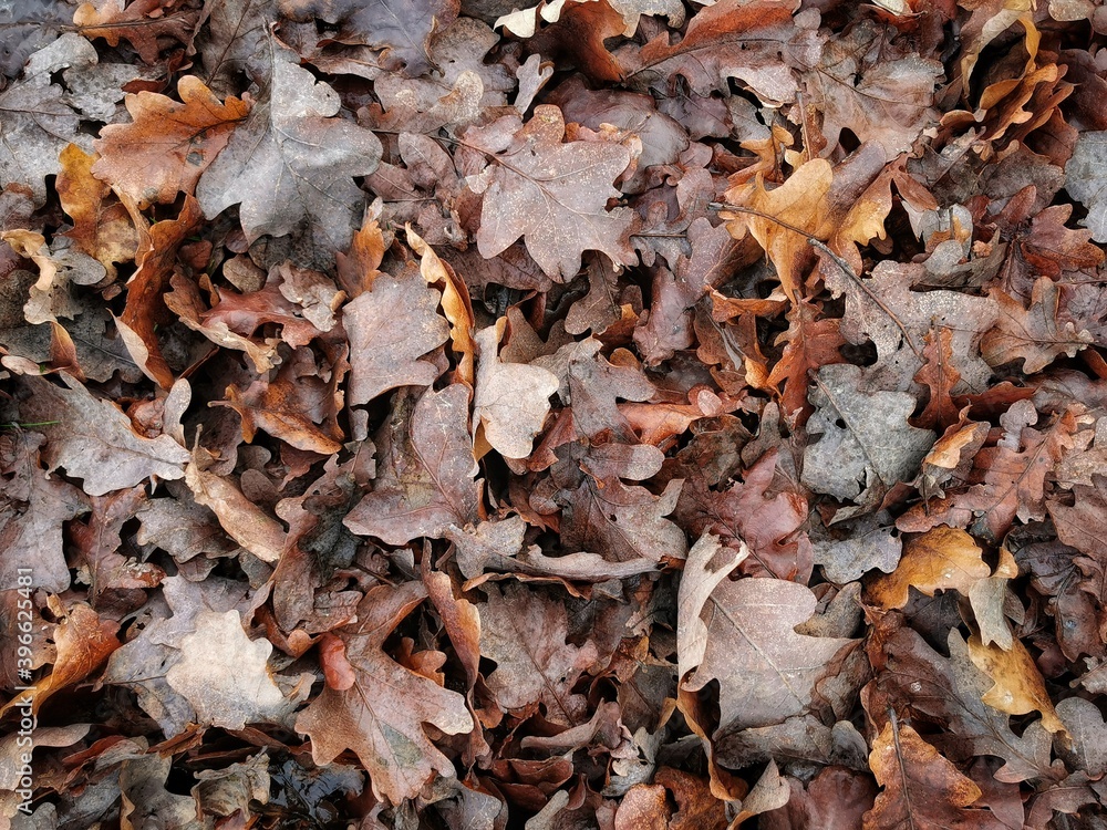 Fallen oak leaves background. Autumn leaves on the ground. Flat lay. Fallen oak leaves background. Autumn leaves on the ground. Flat lay.