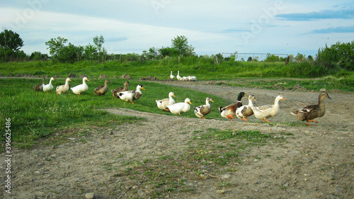 Ducks marching in a row over a dirt road