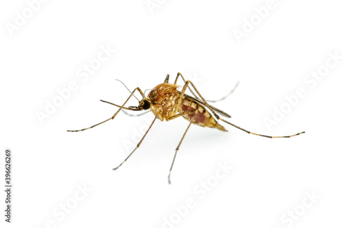 Malaria Infected Mosquito Isolated on White, Leishmaniasis, Encephalitis, Yellow Fever, Dengue Disease, Mayaro, Zika, EEEV or EEE Virus Infectious Culex Mosquito Parasite Insect Macro