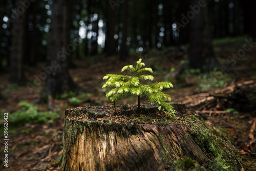 Fototapeta Jung seedling of spruce in the forest. Primeval forest in Europe.
