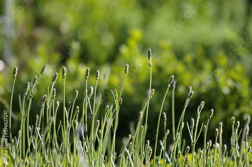 Lavendel Garten