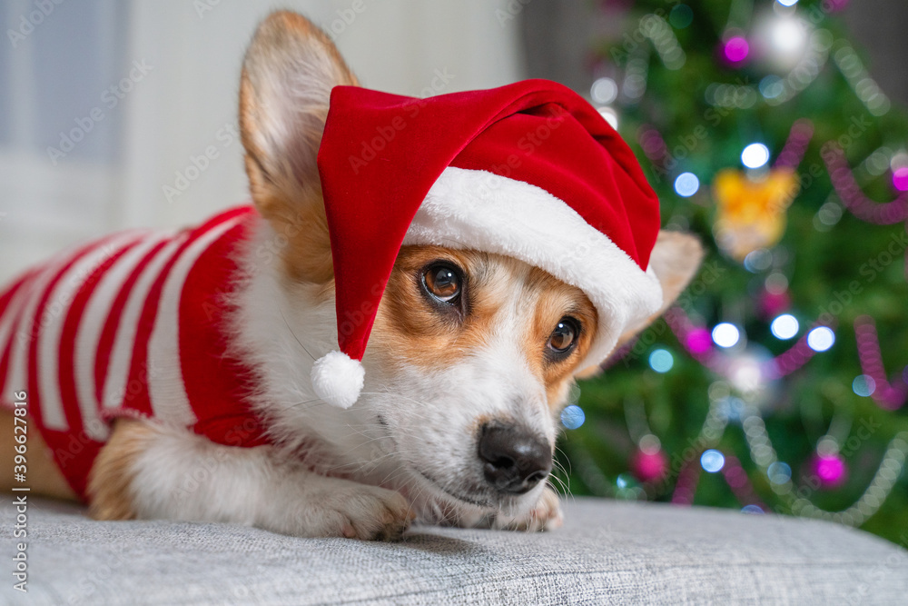 Serious dog welsh corgi pembroke is sitting in Santa Claus hat against the background of a christmas tree at home is waiting for the holiday at home..