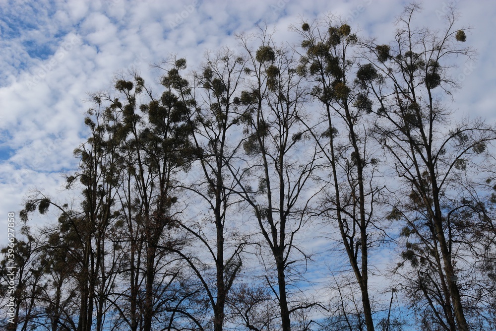 Beautiful high trees with mistletoes, in autumn. Klessheim castle park, Salzburg, Austria, Europe. Beautiful high trees with mistletoes, in autumn. Klessheim castle park, Salzburg, Austria, Europe.