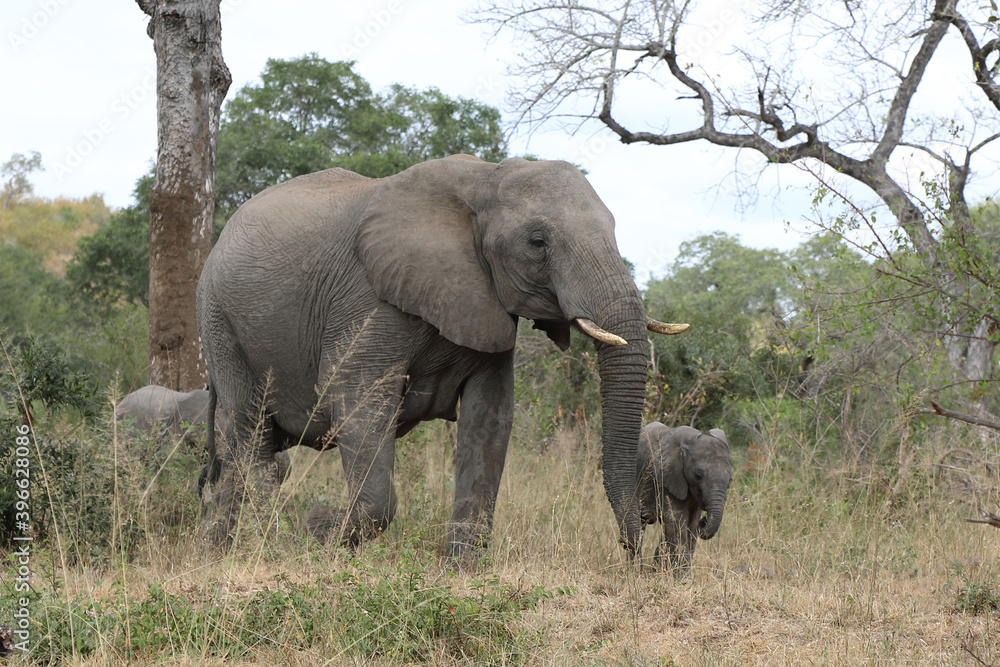 Fototapeta premium Afrikanischer Elefant / African elephant / Loxodonta africana