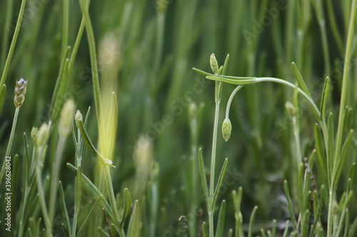 Lavendel Garten