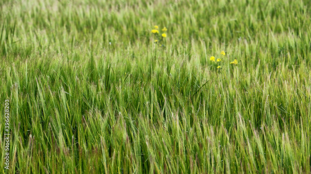 Obraz premium green grass background
