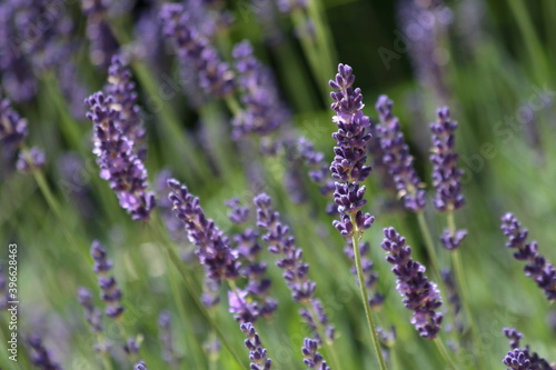 Lavendel Garten